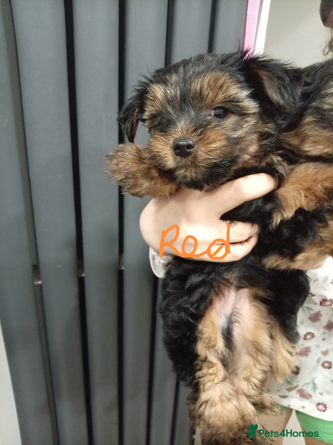 Chorkie dogs for sale: Two amazing Yorkie boys - Advert 6