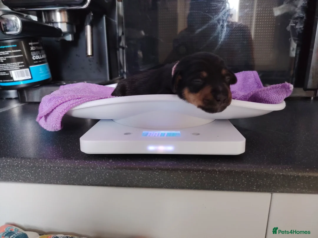 Jackshund dogs for sale: Jackhounds - Advert 20