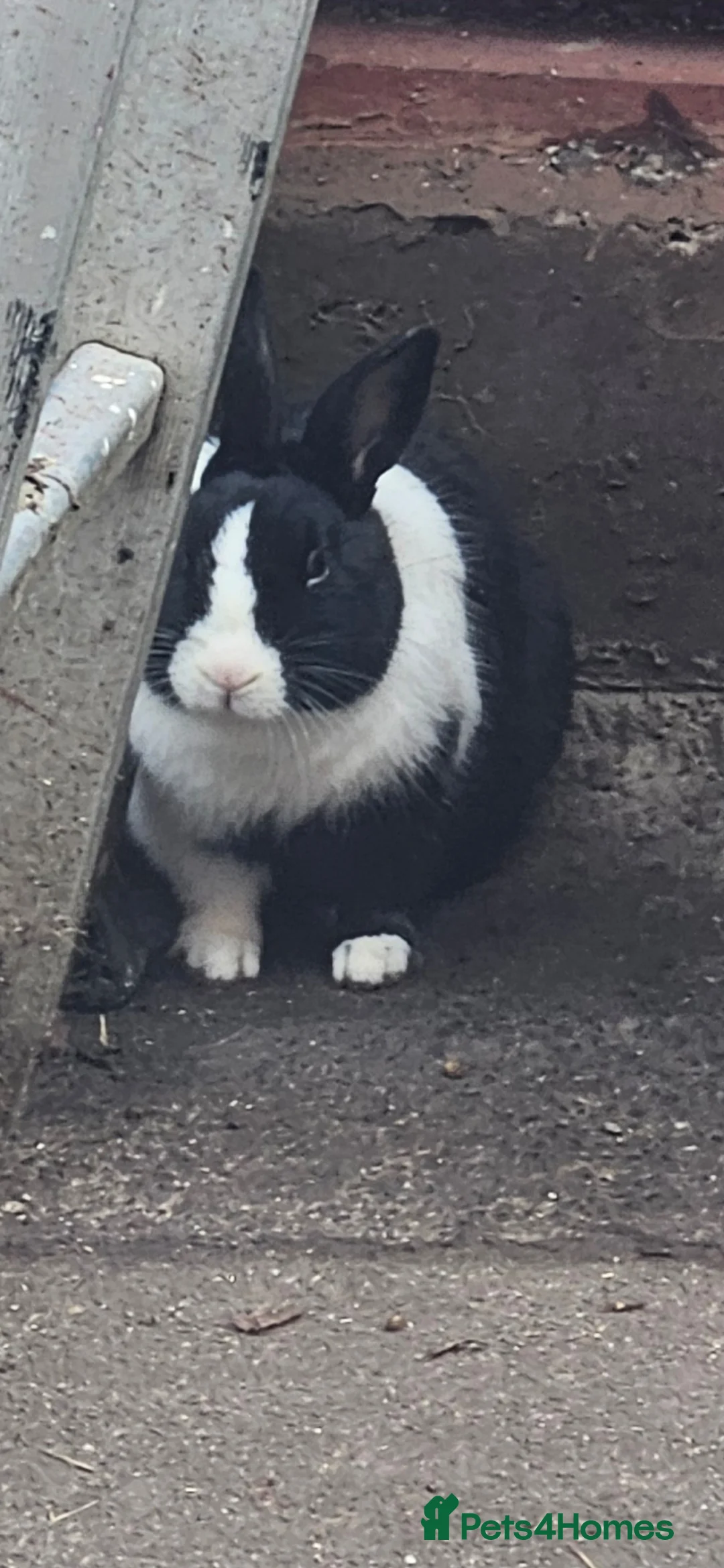 Mixed Breed rabbits for sale: They are all boys  😊 - Advert 9