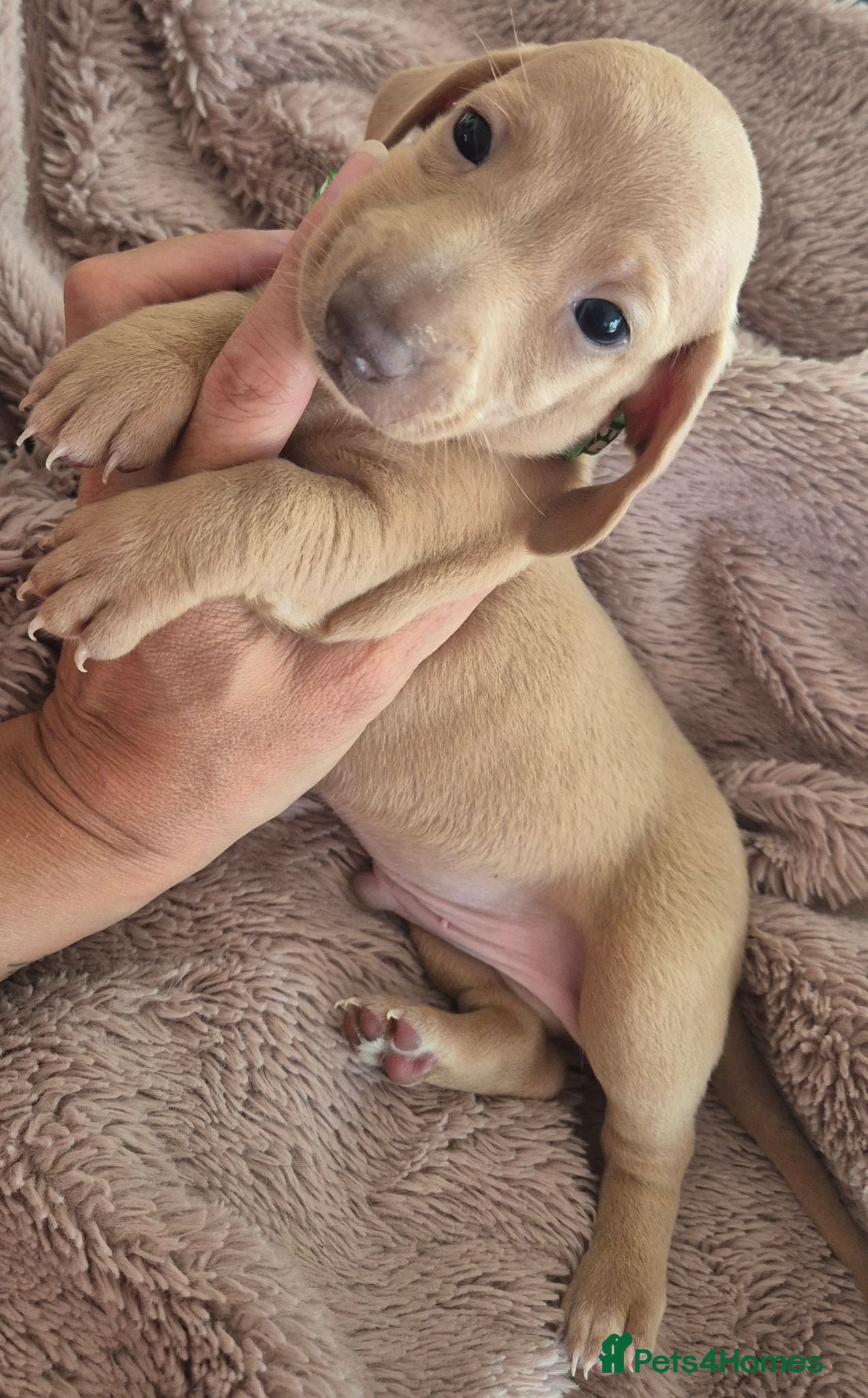 Miniature Dachshund dogs **Miniature Dachshunds Last 2 male puppies**  - Advert 2