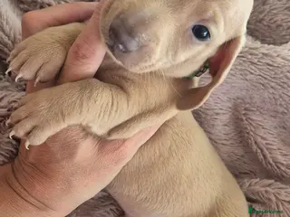 Miniature Dachshund dogs **Miniature Dachshunds Last 2 male puppies** - Advert 2