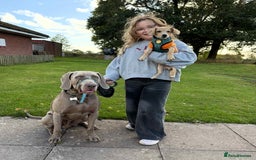 Mixed Breed dogs for adoption: Rusty the tiny cuddle monster  - Image 4