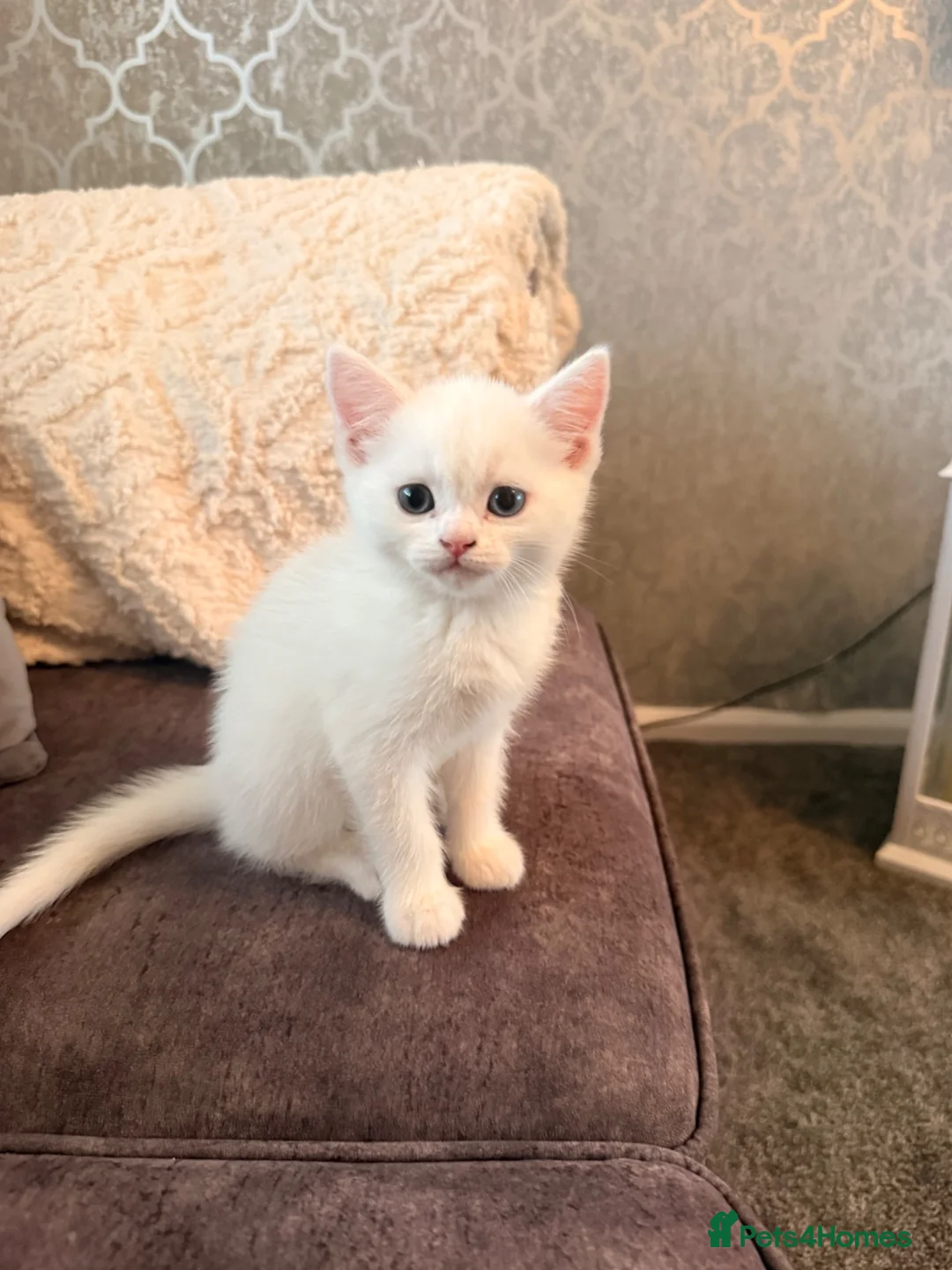 Persian cats for sale: White short hair Persian Kitten - Advert 2