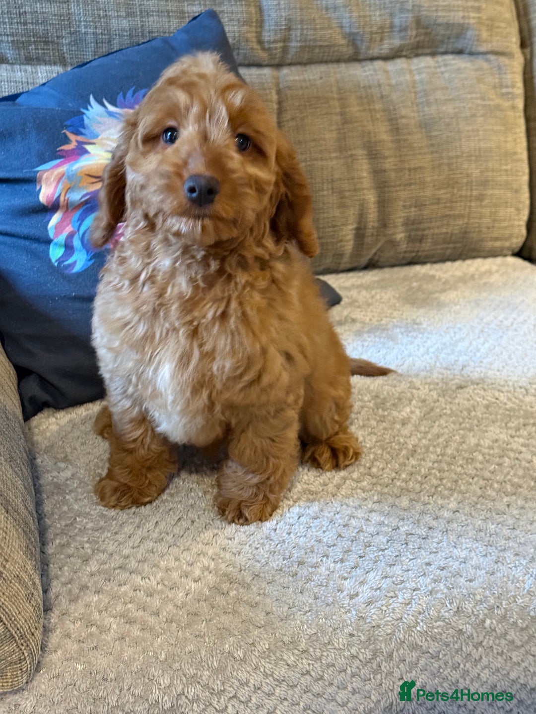 Cockapoo dogs for sale: Stunning Red F1 Cockapoo Girl fully vaccinated  - Advert 4