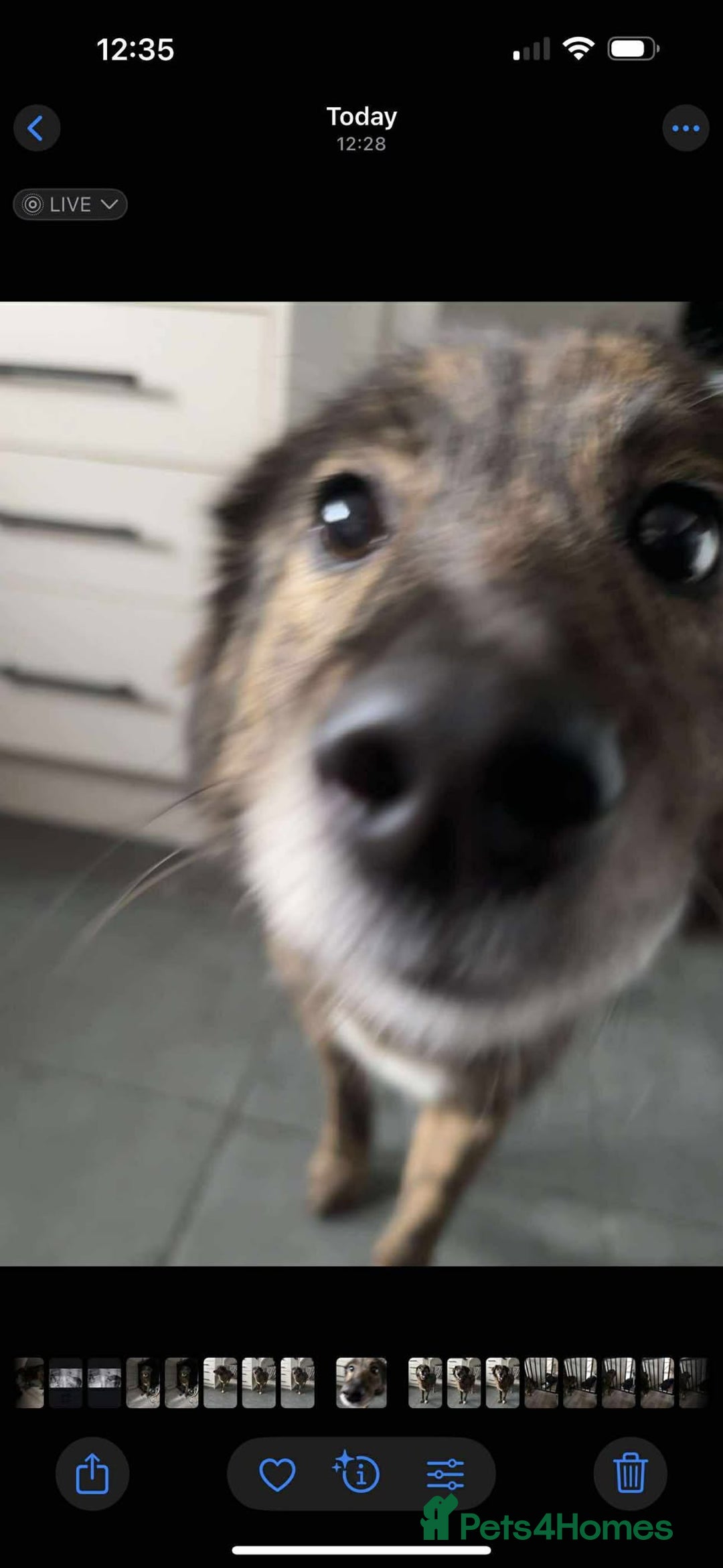 Mixed Breed dogs for adoption: Dara for adoption - Advert 2