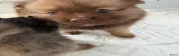 Pomeranian dogs for sale: Pomeranian puppy’s  - Advert 6