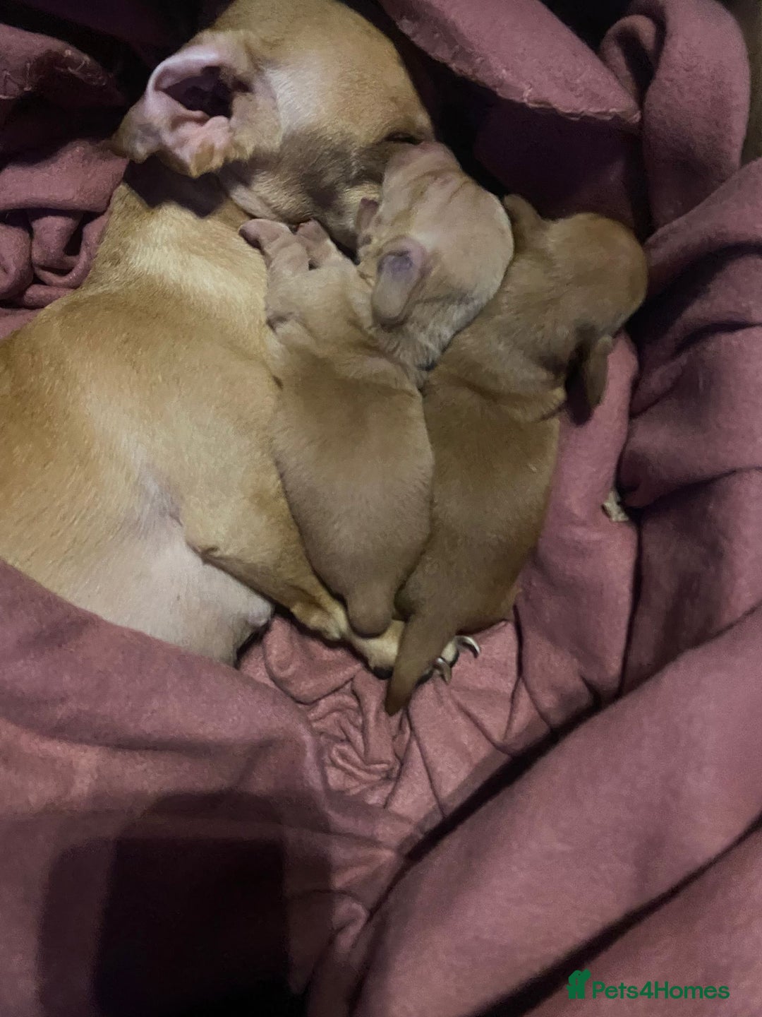 Miniature Dachshund dogs for sale: Beautiful miniature dachshunds  - Advert 4