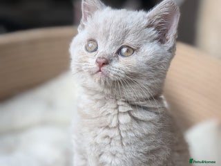 British Shorthair cats - Advert 5