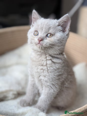 British Shorthair cats - Advert 3