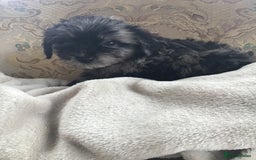 Jackapoo dogs for sale: ***READY NOW*** Gorgeous Jackapoo puppies - Image 17