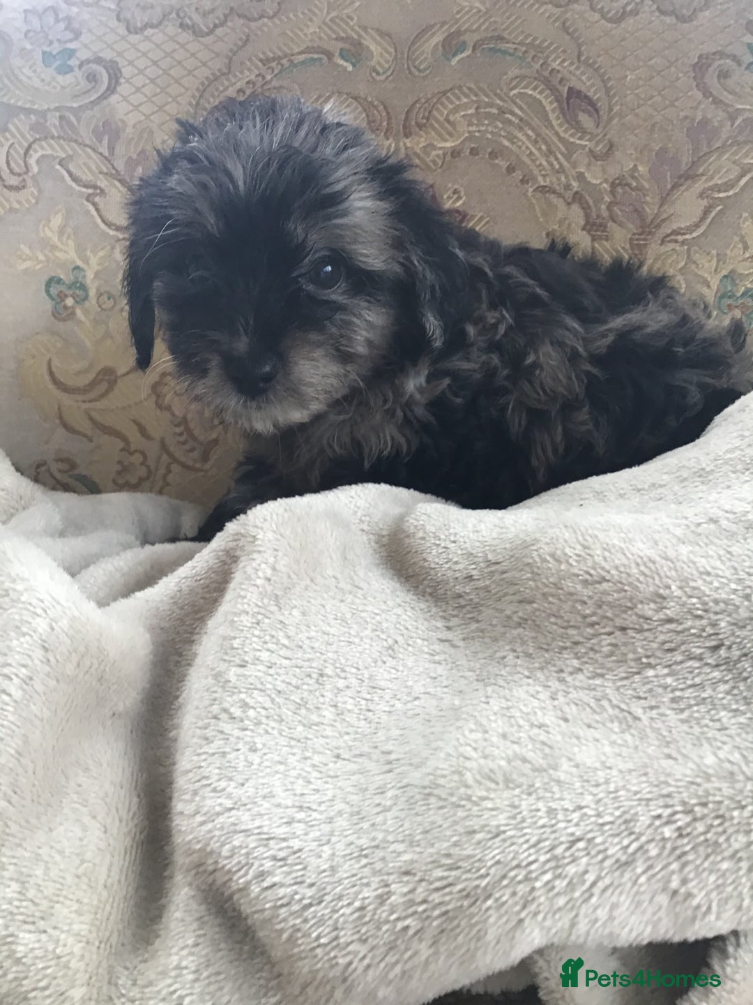 Jackapoo dogs for sale: ***READY NOW*** Gorgeous Jackapoo puppies - Image 17
