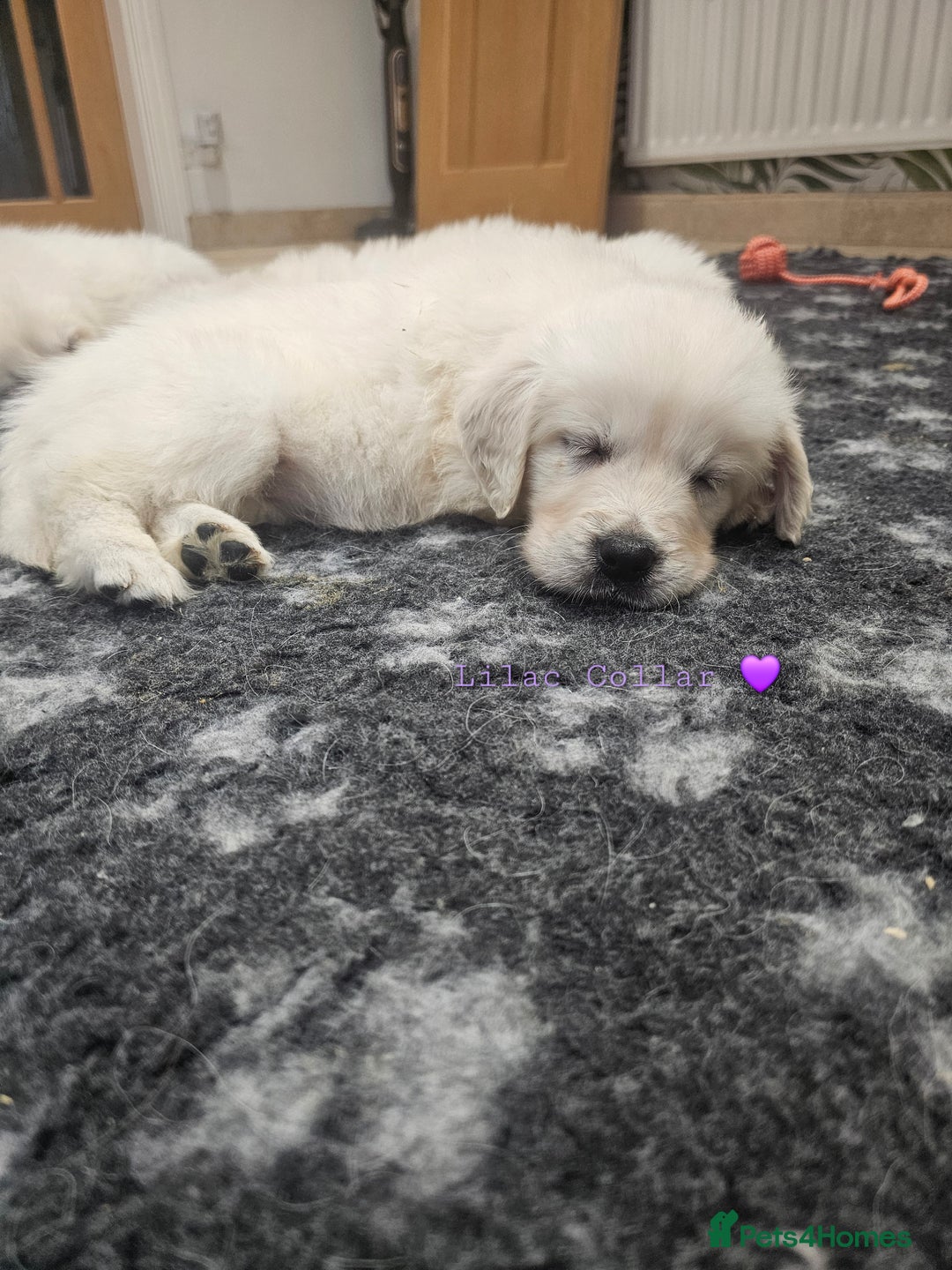 Golden Retriever dogs for sale: Extensively Health Tested English Cream Puppies - Advert 11