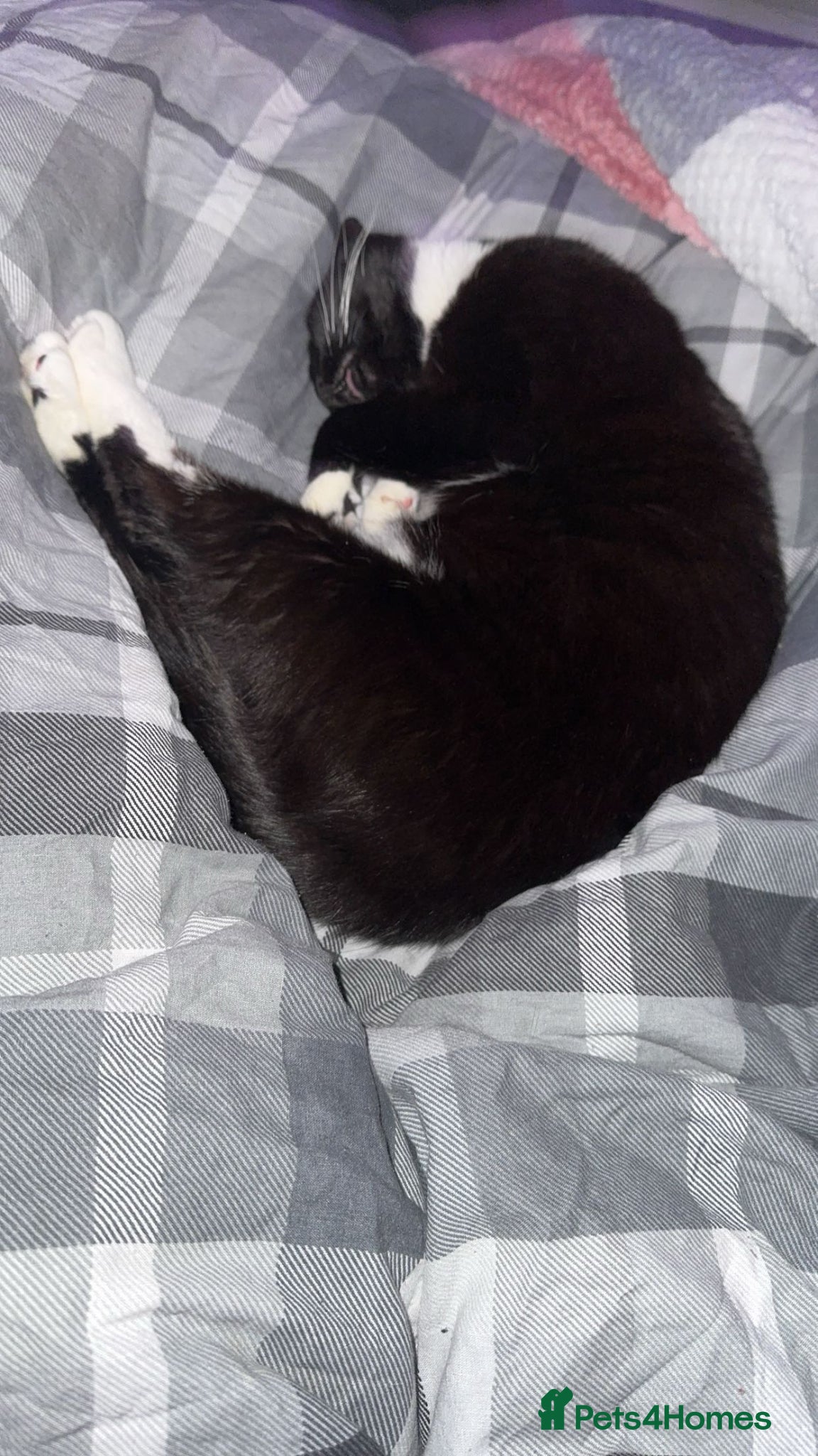 Mixed Breed cats Gorgeous 3 year old female cat - Advert 1