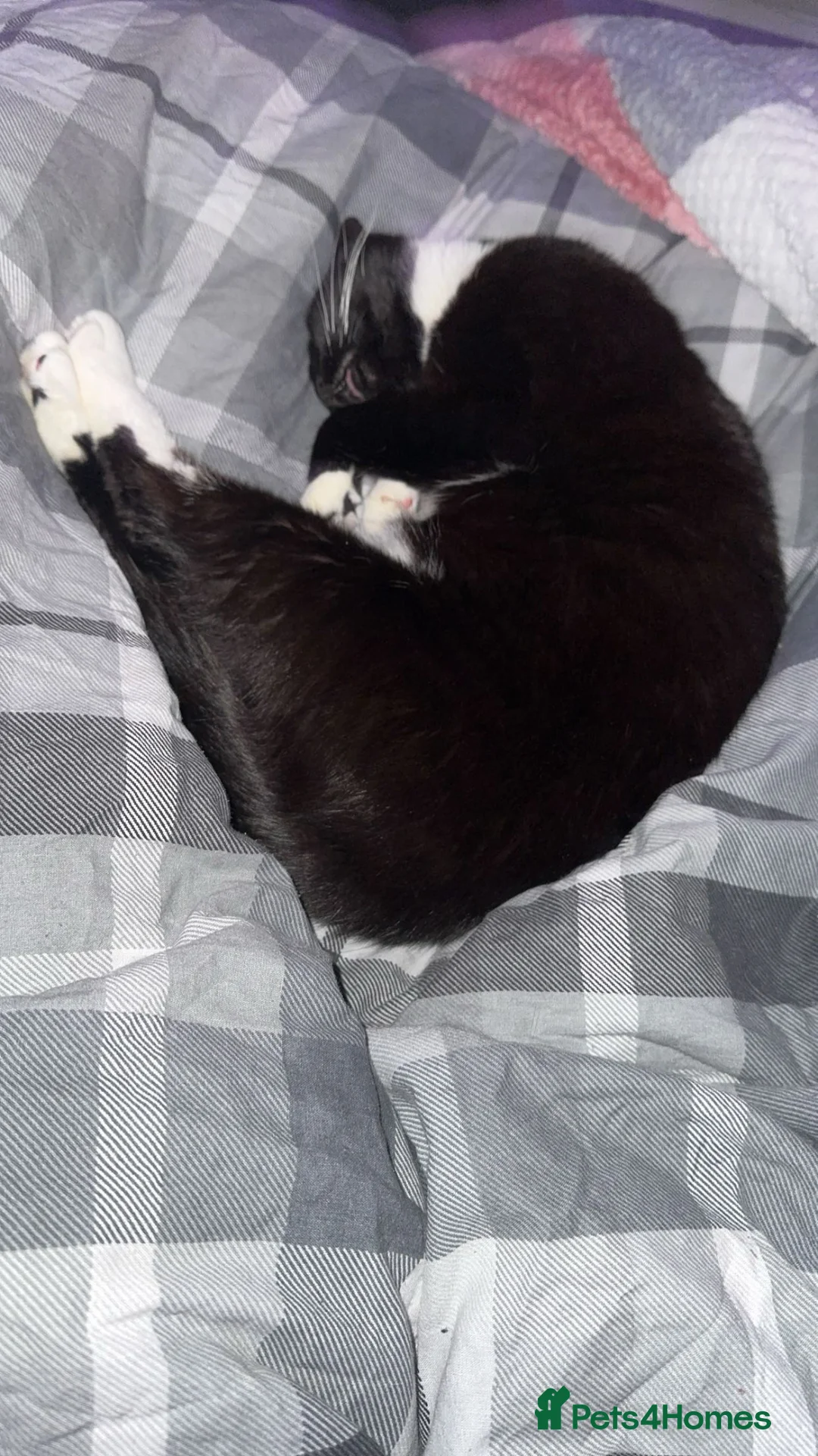 Mixed Breed cats for sale: Gorgeous 3 year old female cat in Milton Keynes - Advert 1