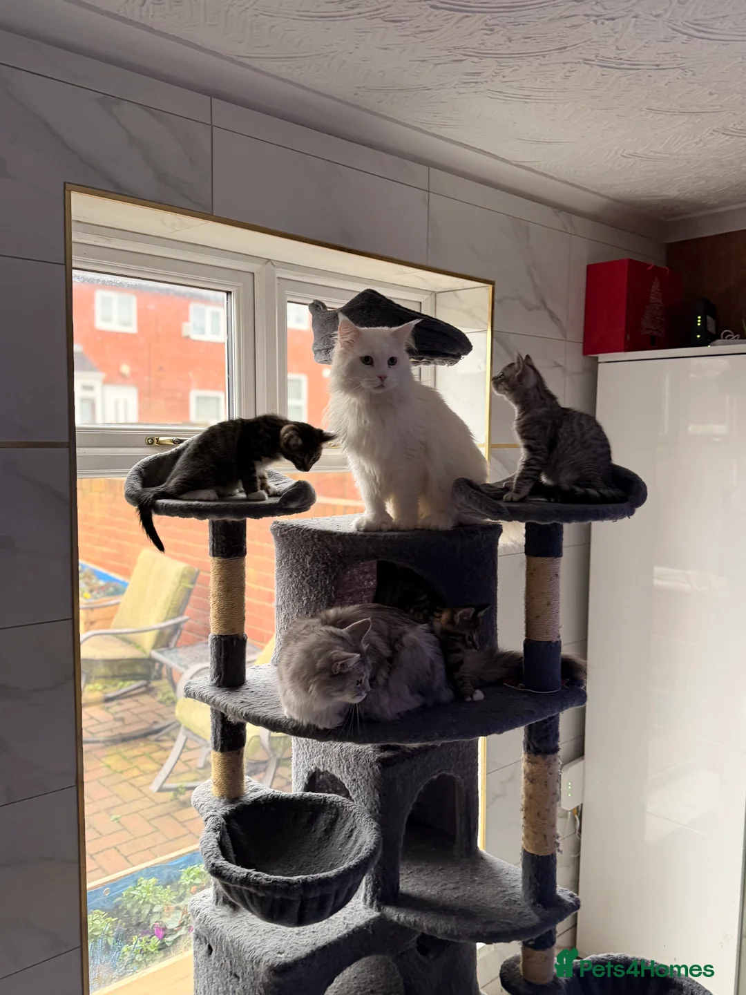 Mixed Breed cats for sale: Male Kittens for Sale-Polydactyl & Tabby  - Advert 15