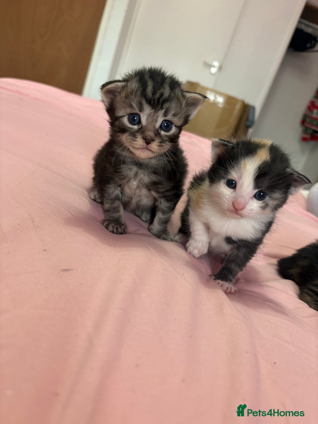 Maine Coon cats for sale: 7 adorable maincoon kittens  - Advert 12