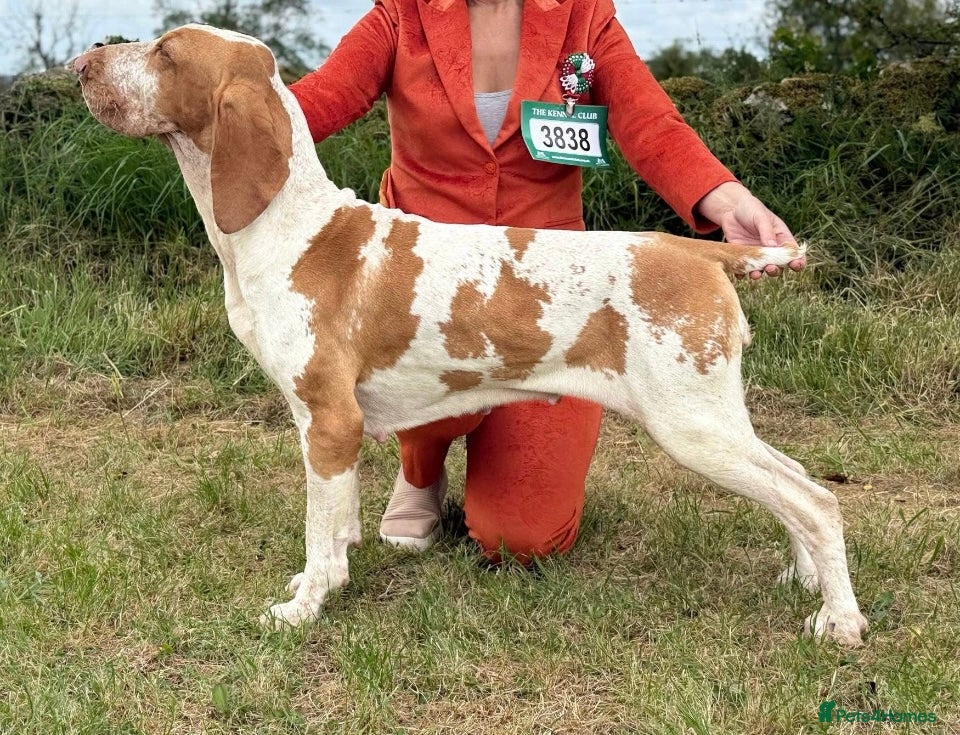 Bracco Italiano dogs Exceptional Bracco Italiano puppies due April - Advert 14