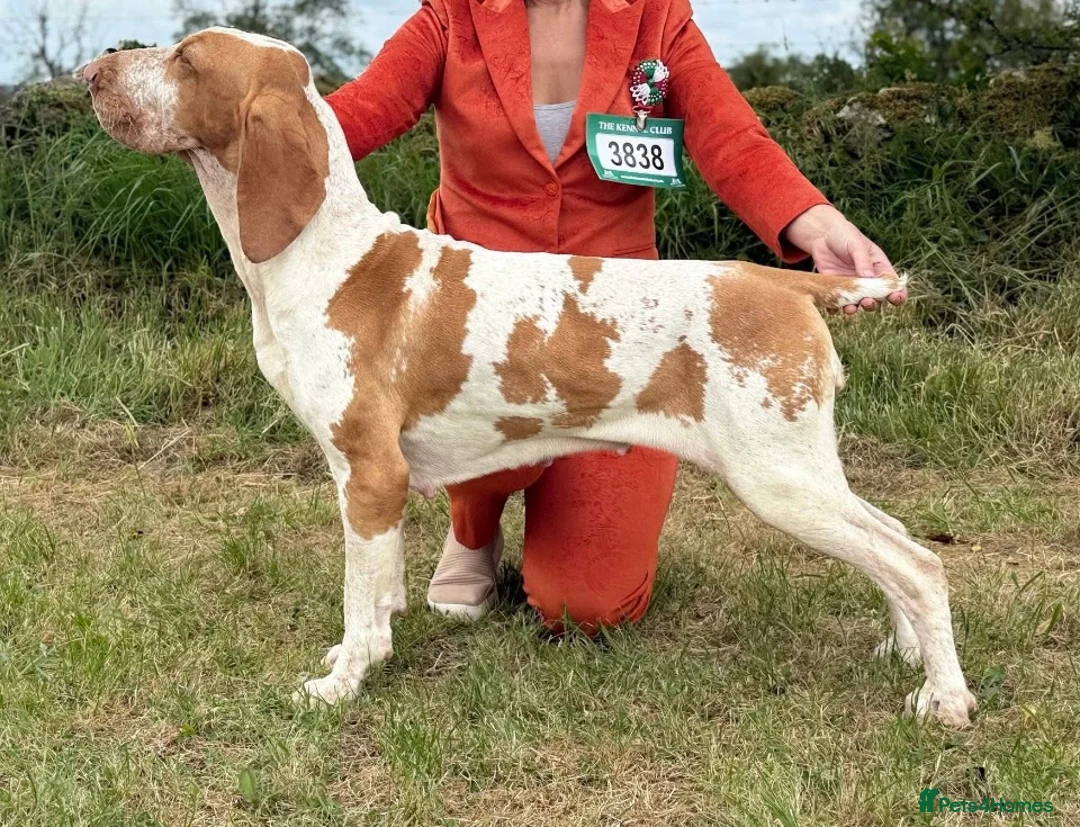 Bracco Italiano dogs for sale: Exceptional Bracco Italiano puppies due April - Advert 1