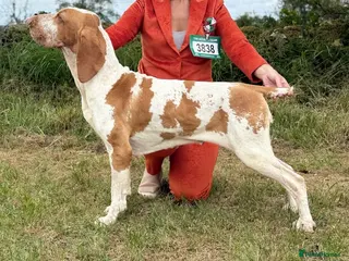 Bracco Italiano dogs Exceptional Bracco Italiano puppies due April - Advert 14