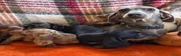 Dachshund dogs for sale: 5 beautiful dachshund girls  - Advert 15