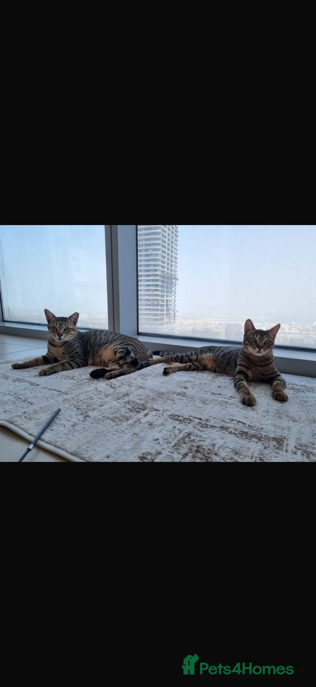 Arabian Mau cats for adoption: Bobby & Nemo - Advert 7