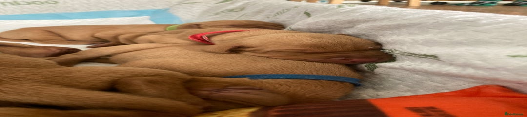 Hungarian Vizsla Puppy 1
