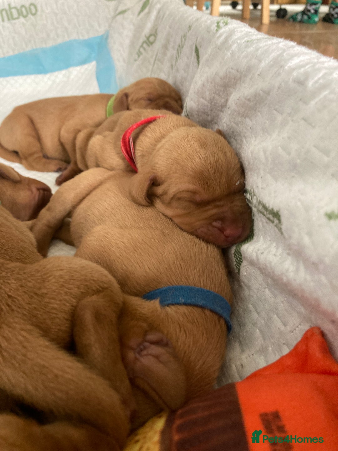 Hungarian Vizsla dogs for sale: 9 adorable Hungarian vizslas for sale - Image 9