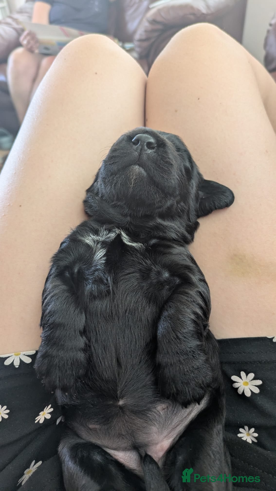 Sprocker Puppy 6 Purple