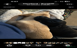 Labrador Retriever dogs for sale: Mum and son need to be rehomed hopefully together - Advert 5