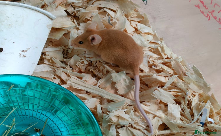 Mouse rodents in Bridgwater - Advert 1