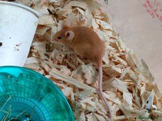 Mouse rodents in Bridgwater - Advert 3