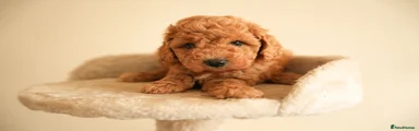 Cockapoo 3