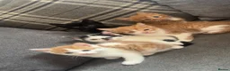 Mixed Breed cats for sale: 5 kittens  in Scunthorpe - Advert 4