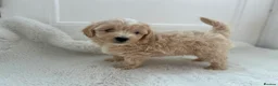 Maltipoo dogs for sale: Adorable Maltipoo Puppies  - Advert 19