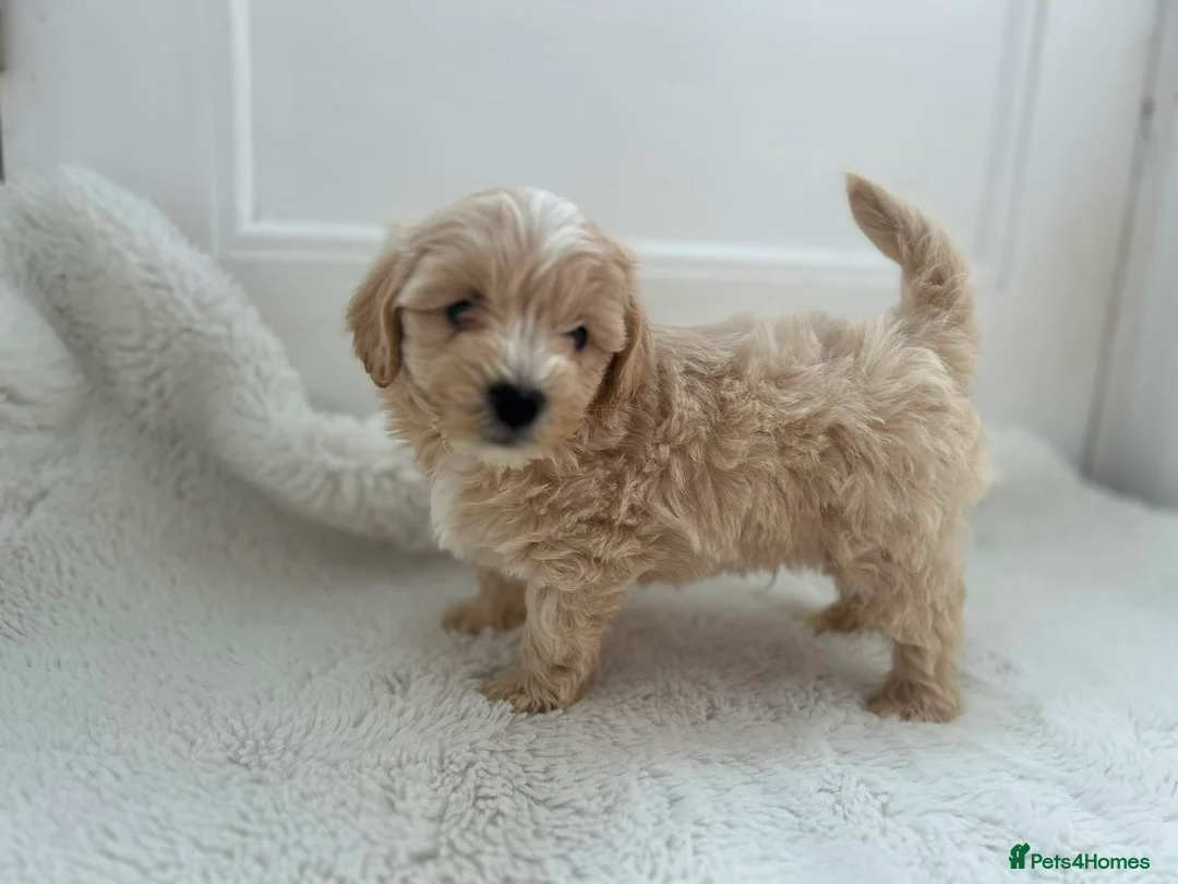 Maltipoo dogs for sale: Adorable Maltipoo Puppies  - Advert 19
