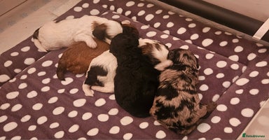 Cavapoo dogs - Advert 1