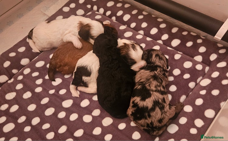 Cavapoo dogs - Advert 16