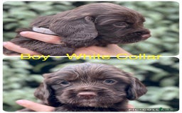 Sprocker dogs for sale: Exceptionally Bred F1 Sprockers from FTCH lines - Image 5