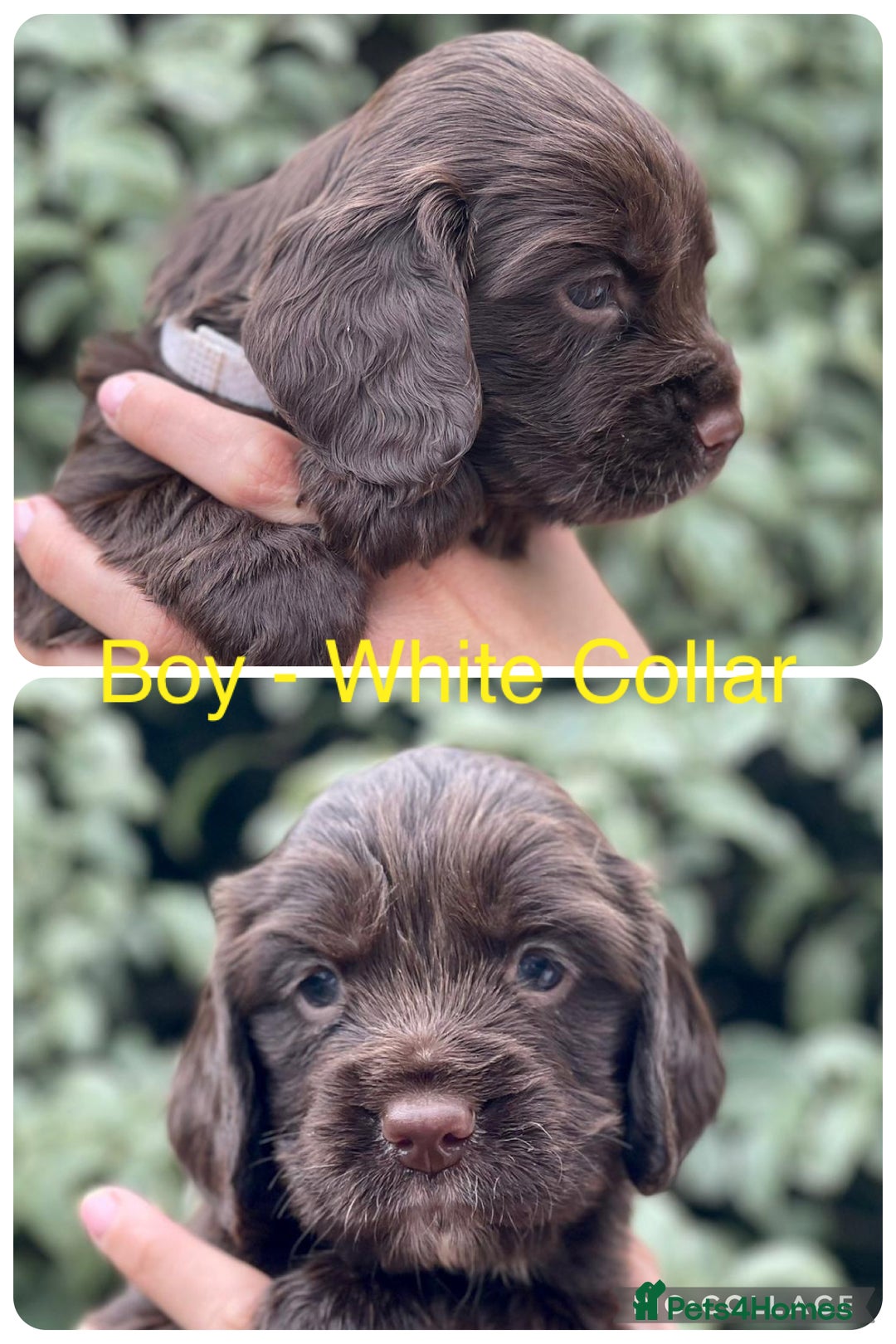 Sprocker dogs for sale: Exceptionally Bred F1 Sprockers from FTCH lines - Image 5