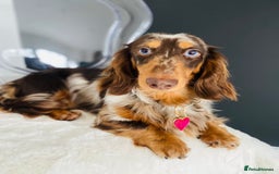 Miniature Dachshund dogs for sale: PEDIGREE MINIATURE LONGHAIRED DACHSHUNDS  - Image 12