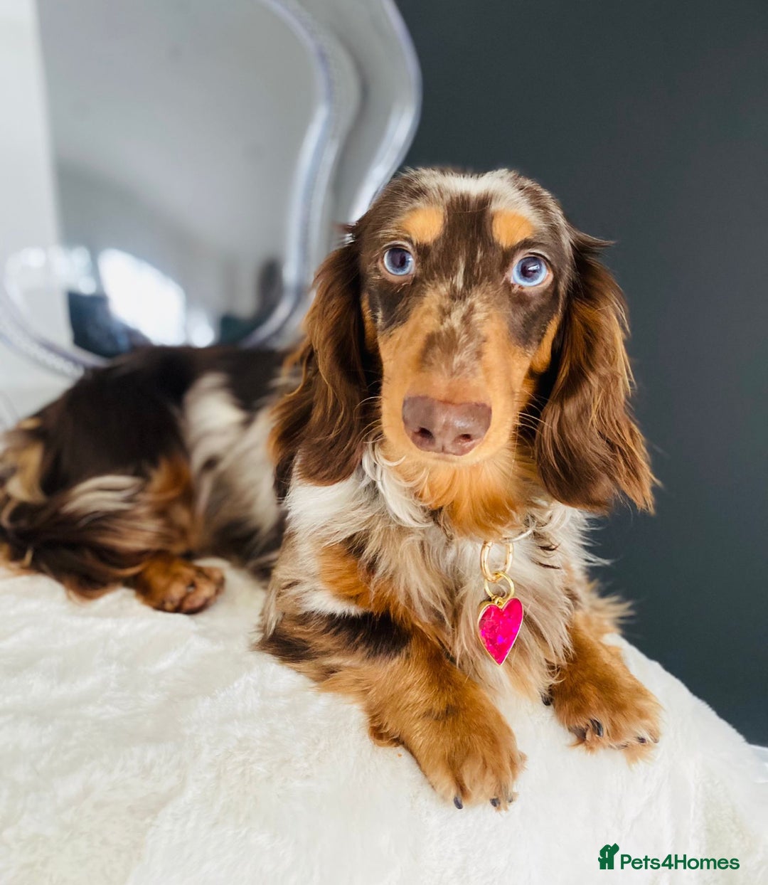 Miniature Dachshund dogs for sale: PEDIGREE MINIATURE LONGHAIRED DACHSHUNDS  - Image 12