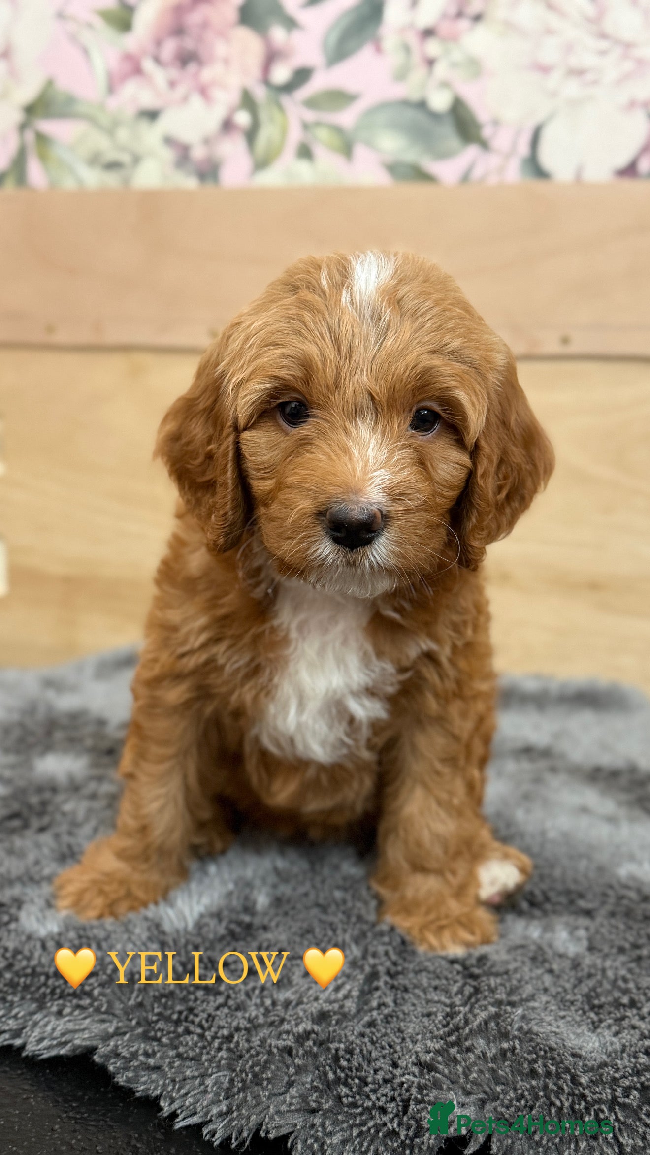 Australian Labradoodle dogs 6 Australian Labradoodles Pups - Ready End of May  - Advert 3