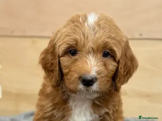 Australian Labradoodle dogs 6 Australian Labradoodles Pups - Ready End of May - Advert 3