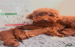 Miniature Poodle dogs for sale: Healthy miniature Poodles!!!! - Image 7