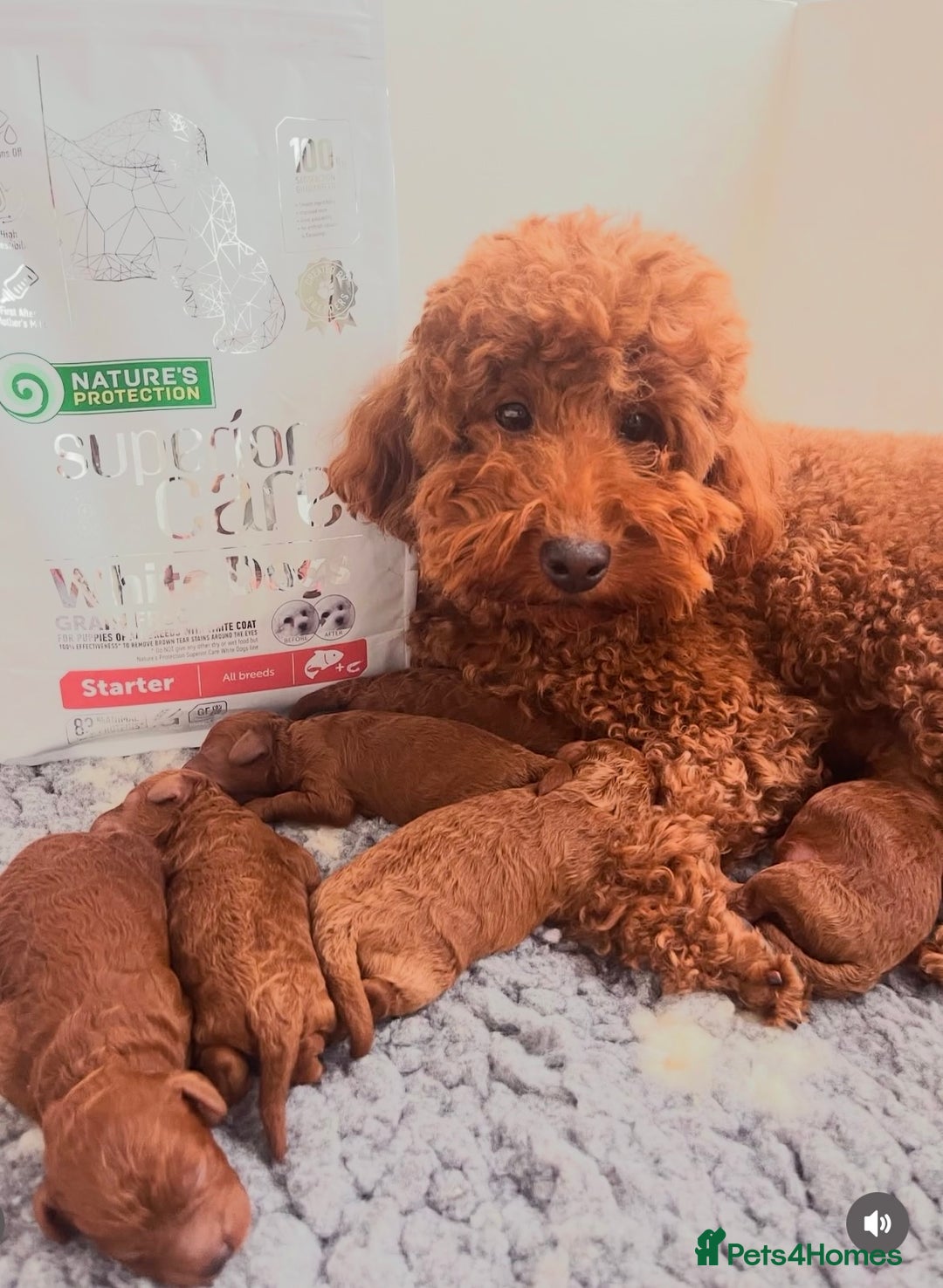 Miniature Poodle dogs for sale: Healthy miniature Poodles!!!! - Image 7