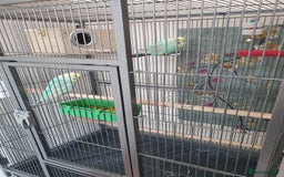 Budgerigars birds for sale: Rainbow Budgies  - Image 2