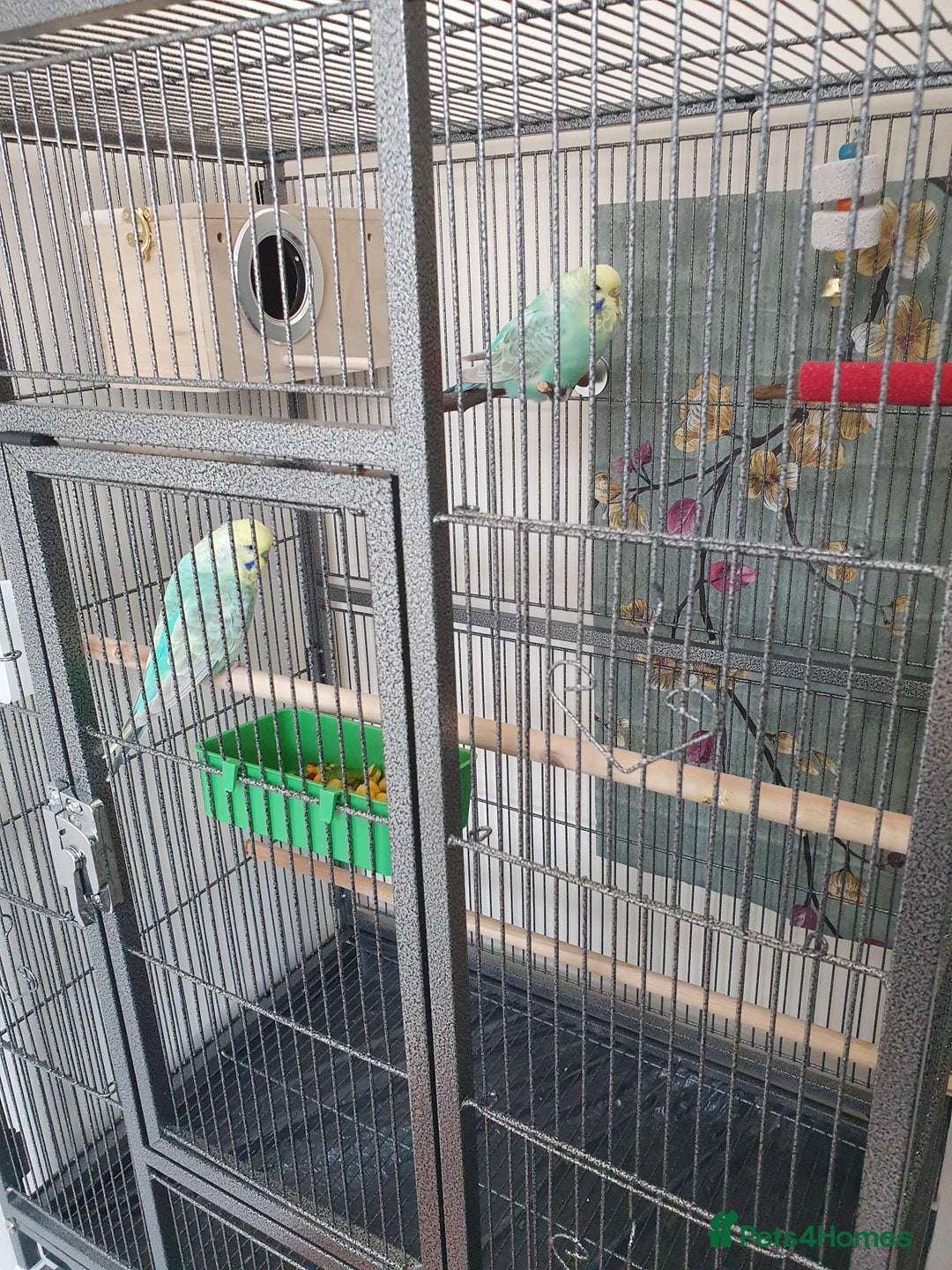 Budgerigars birds for sale: Rainbow Budgies  - Image 2