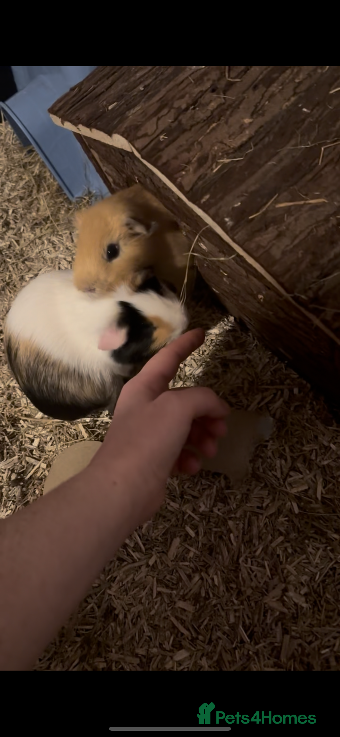Guinea Pig rodents Pair of male guinea pigs - Advert 1