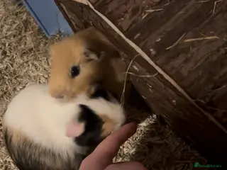 Guinea Pig rodents Pair of male guinea pigs - Advert 1