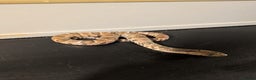 Snake reptiles for sale: Hypo false water cobras  - Advert 2